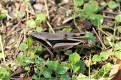 Catantopinae