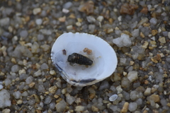 Gafrarium pectinatum