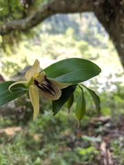 Coelogyne ovalis