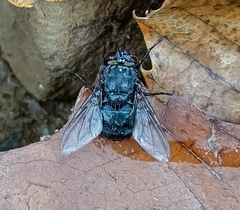 Calliphora vomitoria