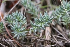 Petrosedum sediforme