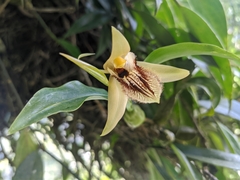 Coelogyne ovalis