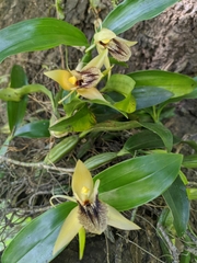 Coelogyne ovalis
