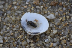 Gafrarium pectinatum