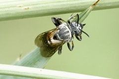 Triepeolus