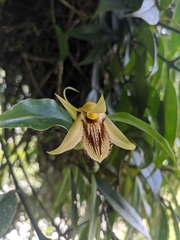 Coelogyne ovalis