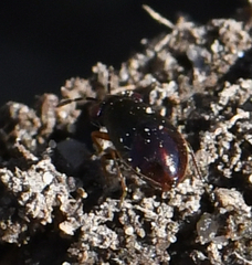 Geocoridae