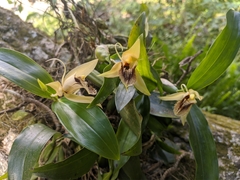 Coelogyne ovalis