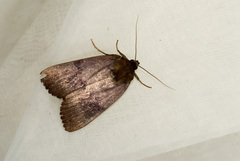 Amphipyra fuscusa