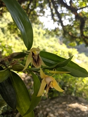 Coelogyne ovalis