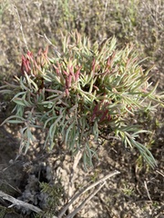 Suaeda linearis