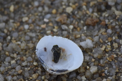 Gafrarium pectinatum