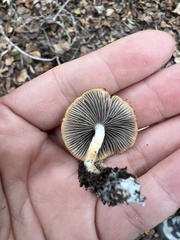 Psathyrella