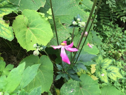 Eriocapitella japonica