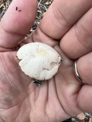 Psathyrella