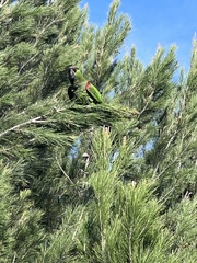 Rhynchopsitta terrisi