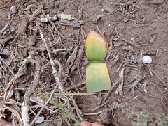 Haemanthus coccineus