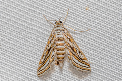 Parapoynx fluctuosalis