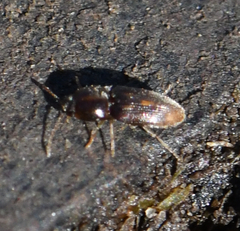 Conoderus bellus