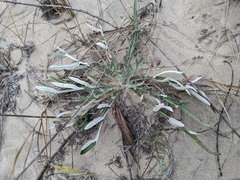 Cirsium pitcheri