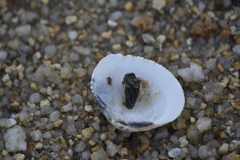 Gafrarium pectinatum