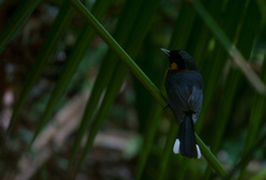 Symposiachrus trivirgatus