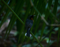 Symposiachrus trivirgatus