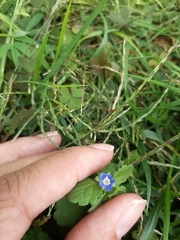 Veronica persica