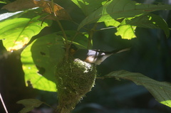 Symposiachrus trivirgatus