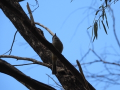 Pachycephala fuliginosa