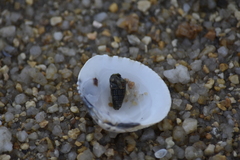 Gafrarium pectinatum