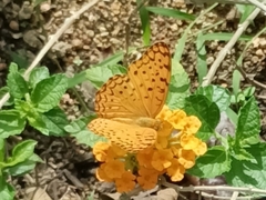 Phalanta phalantha phalantha