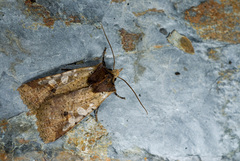 Rhynchaglaea perscitula