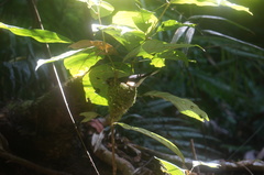 Symposiachrus trivirgatus