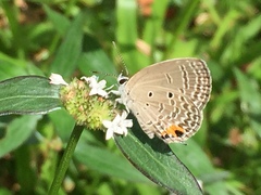 Luthrodes pandava pandava