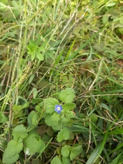 Veronica persica