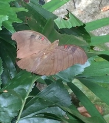Dophla evelina compta