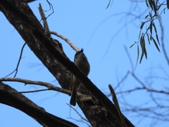 Pachycephala fuliginosa