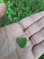 Veronica persica