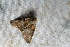 Epipsestis cortigera