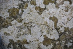 Trapelia placodioides