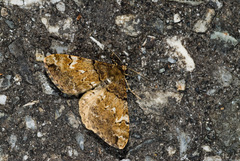 Alcis tayulina