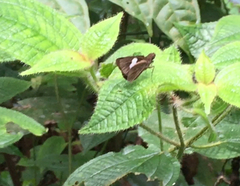 Notocrypta paralysos varians