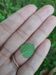Veronica persica
