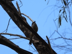 Pachycephala fuliginosa