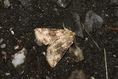 Epipsestis meilingchani
