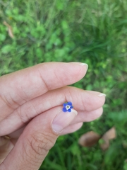Veronica persica