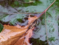 Callirhytis piperoides