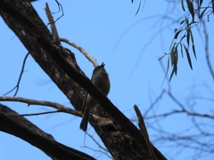 Pachycephala fuliginosa