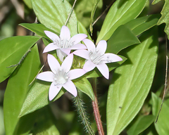 Richardia grandiflora